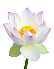 A pristine white flower with delicate pink-tipped petals and a vibrant yellow center