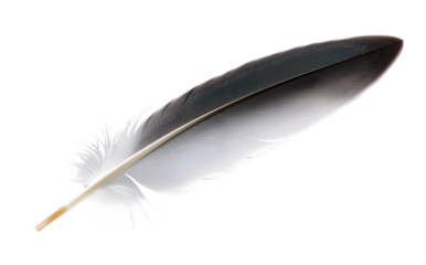 Long white swan feather, perfect for grace and luxury. Highlights smooth texture for premium beauty visuals.