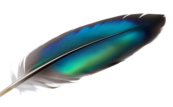 Iridescent peacock tail feather, ideal for exotic beauty. Showcases vibrant blue-green eye pattern.