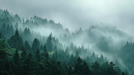 In the early morning a serene forest is shrouded in mist with tall green trees rising through the fog. The atmosphere conveys a peaceful and mysterious feeling.