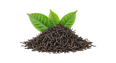 Heap of dried black tea leaves with fresh green tea leaves isolated on transparent background