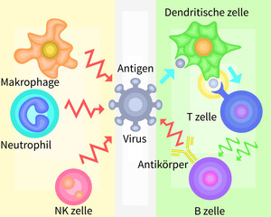 Innate Immunity vs Adaptive Immunity German