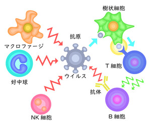 Innate Immunity vs Adaptive Immunity Japanese no background