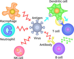 Innate Immunity vs Adaptive Immunity English no background