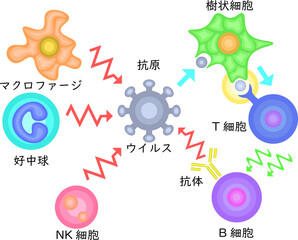 Innate Immunity vs Adaptive Immunity Japanese no background