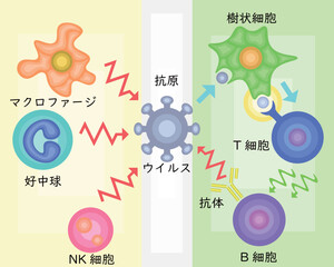 Innate Immunity vs Adaptive Immunity Japanese
