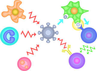 Innate Immunity vs Adaptive Immunity no background