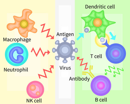 Innate Immunity vs Adaptive Immunity English