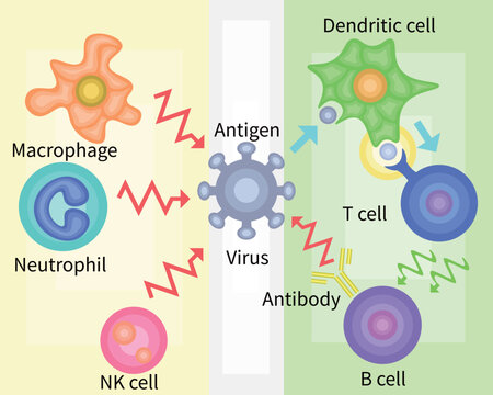 Innate Immunity vs Adaptive Immunity English