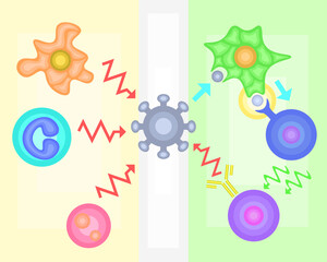 Innate Immunity vs Adaptive Immunity