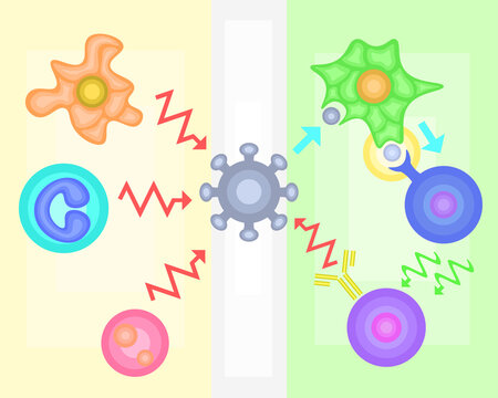 Innate Immunity vs Adaptive Immunity
