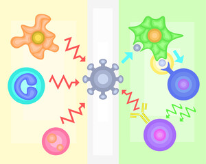 Innate Immunity vs Adaptive Immunity
