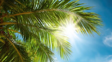 Fototapeta premium Bright sunlight filters through vibrant green palm leaves set against a clear blue sky creating a serene tropical atmosphere. The warm midday enhances the beauty of the scene.