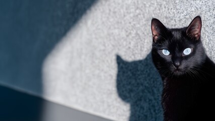 Black Cate - Shadow on Concrete Wall with Text Space for Graphic Design & Poster Background