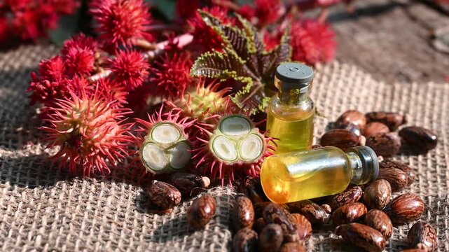 Castor oil and fruits in bowl on the table, Ricinus communis