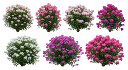 Collection of eight flowering bushes in various colors transparent background cutout png