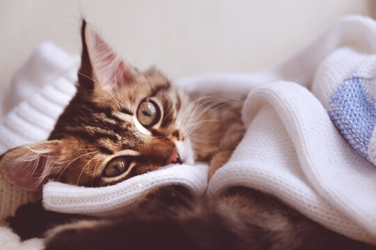 Close-up portrait of freezing cat wrapped scarf, humor. Fluffy kitten, mixed breed. Tabby cat relaxing on the bed, wrapping with warm blanket. funny pets, heating season. - Powered by Adobe