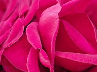 Close up view of pink rose in blossom with blurred background