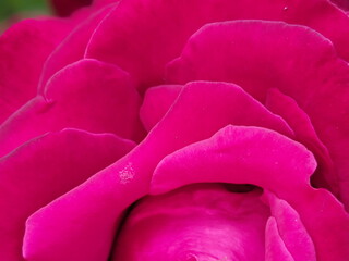 Close up view of pink rose in blossom with blurred background