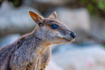 Close-up of Wild Rock Wallaby Looking Into the Camera in Natural Habitat