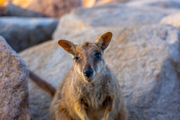 Close-up of Wild Rock Wallaby Looking Into the Camera in Natural Habitat