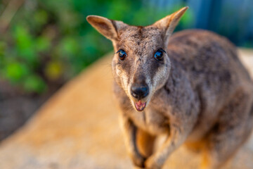 Close-up of Wild Rock Wallaby Looking Into the Camera in Natural Habitat