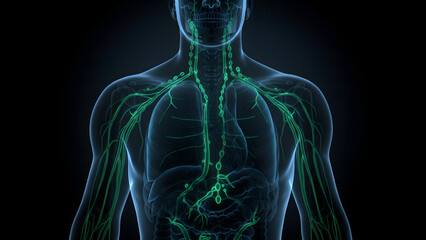 Upper Body Lymphatic System Anatomy - Glowing Green Nodes in Neck and Chest