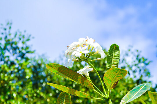 frangipani, frangipani flower or pagoda tree or temple tree with fowers or white flower