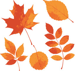 Naklejka premium Autumn foliage collection with vibrant fall maple and oak leaves