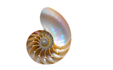 Iridescent nautilus shell cutaway, ideal for marine biology and golden spiral concepts. Perfect for luxury ocean decor and mathematics visuals.