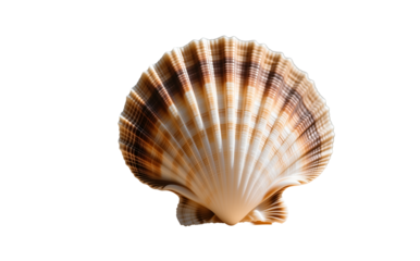 Scallop shell with ridges, perfect for coastal and baptism symbolism. Classic pilgrim and Venus icon.