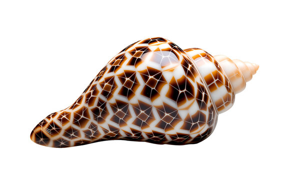 Spotted cone shell, ideal for venomous beauty warnings. Striking pattern for dangerous marine life visuals.