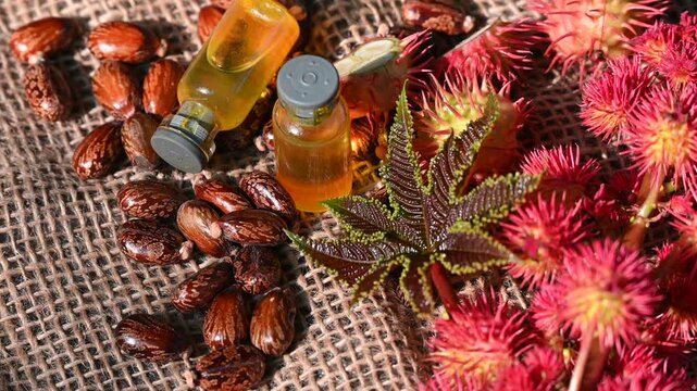 Castor oil and fruits in bowl on the table, Ricinus communis