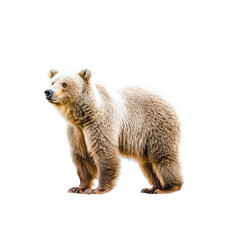 Fototapeta premium Brown bear standing looking alert isolated
