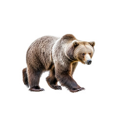 Obraz premium Brown bear walking on Transparent Background
