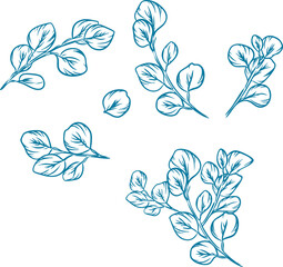 eucalyptus-line-art-botanical-illustration