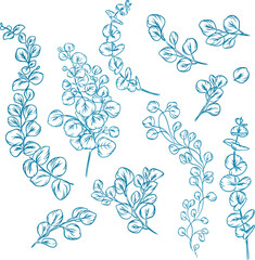 Eucalyptus Buddle & Mixed Botanical Leaf Illustrations Set