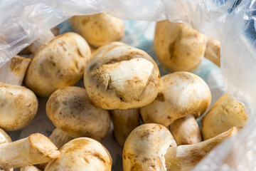 Fresh mushrooms in a transparent bag close-up in daylight.
