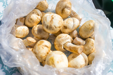 Fresh mushrooms in a transparent bag close-up in daylight.
