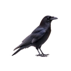 Obraz premium Elegant raven on Transparent Background