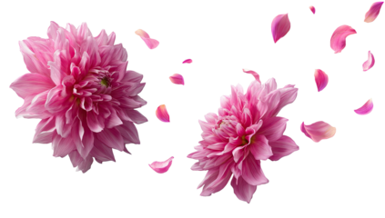 Delicate pink blooms with scattered petals drift gracefully