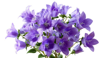 Bunch of delicate, bell-shaped purple flowers with green stems