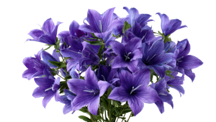 A vibrant bouquet of purple bell-shaped flowers against a transparent background