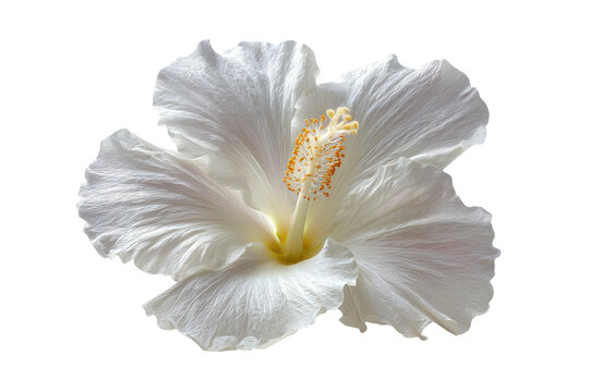 A pristine white hibiscus flower with a bright yellow center