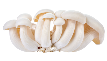 Close-up of clustered, white oyster mushrooms with smooth caps, isolated on a black background