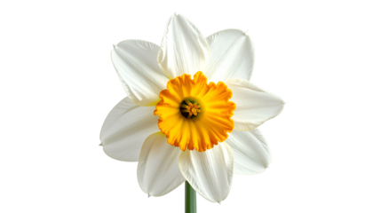 Isolated daffodil bloom with white petals and a vibrant yellow-orange corona, black background