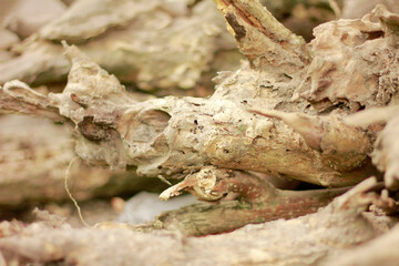 Weathered Tree Trunk on Ground with Natural Texture and Organic Details