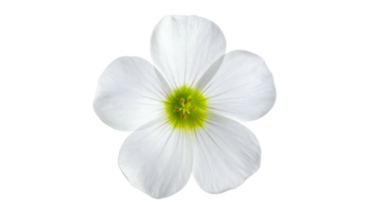 A close-up view of a single, delicate white flower with five petals and a yellow-green center