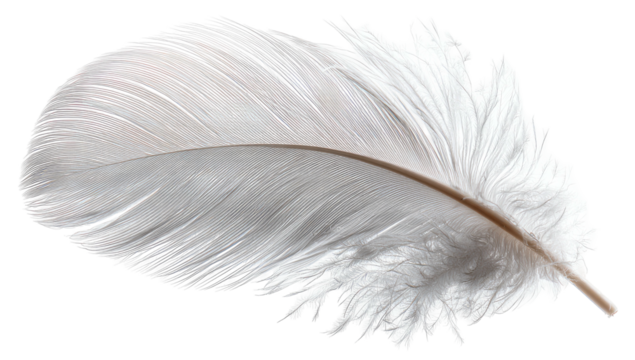 Delicate white feather with fine wisps against a transparent background