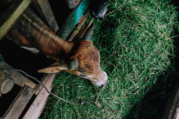 Cows are eating fresh grass in a traditional wooden pen.